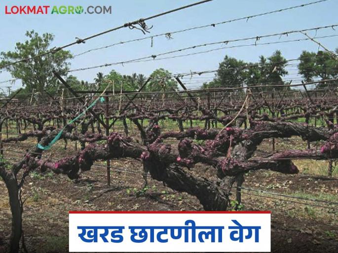 April pruning of grape crop accelerates; average cost of labor is 25 thousand | द्राक्ष बागांच्या खरड छाटणीला वेग; मजुरीसाठी सरासरी लागतायत २५ हजार रुपये