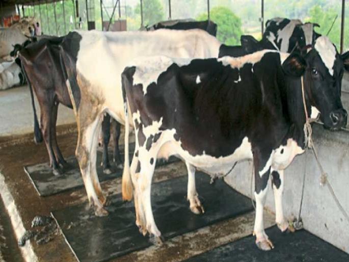 Animal Husbandry Department alert to prevent Ghatsarpa and Fraya diseases | घटसर्प' व 'फऱ्या' रोग रोखण्यासाठी पशुसंवर्धन विभाग सतर्क Animal Husbandry Department alert to prevent Ghatsarpa and Fraya diseases | घटसर्प' व 'फऱ्या' रोग रोखण्यासाठी पशुसंवर्धन विभाग सतर्क