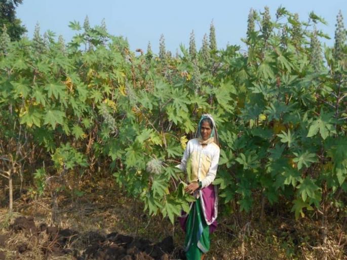 Farmers are worried due to insect pests | एरंडीवर अळ्यांच्या प्रादुर्भावाने शेतकरी चिंतीत