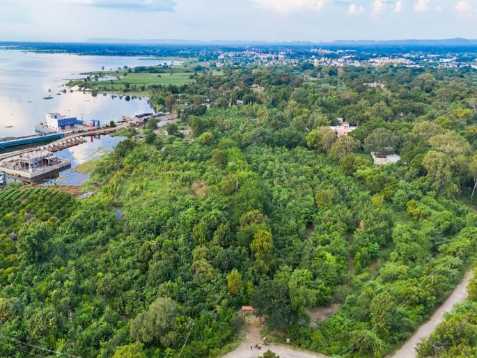 The dream of greenery in the scorching sun comes true; A dense forest of 1 lakh 27 thousand trees in Katpur | रखरखत्या उन्हात हिरवळीचं स्वप्न साकार; कातपूरमध्ये १ लाख २७ हजार झाडांची घनदाट वनरचना