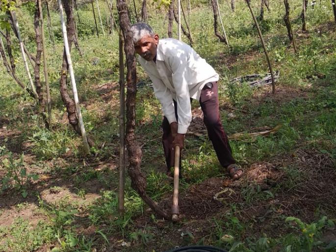 A farmer breaks a vineyard in Arvad | आरवडेत शेतक-याने तोडली द्राक्षबाग A farmer breaks a vineyard in Arvad | आरवडेत शेतक-याने तोडली द्राक्षबाग
