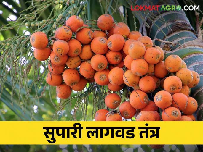 Supari Lagvad: How does the arecanut you eat come from? How to cultivate | Supari Lagvad तुम्ही खाता ती सुपारी कशी येते? कशी करतात लागवड Supari Lagvad: How does the arecanut you eat come from? How to cultivate | Supari Lagvad तुम्ही खाता ती सुपारी कशी येते? कशी करतात लागवड