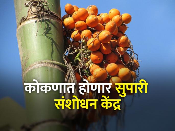 Approval to set up a arecanut research center at Diveagar | दिवेआगर येथे सुपारी संशोधन केंद्र उभारण्यास मान्यता Approval to set up a arecanut research center at Diveagar | दिवेआगर येथे सुपारी संशोधन केंद्र उभारण्यास मान्यता