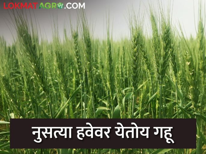 Wheat without water; Direct harvest after sowing | बिन पाण्याचा हवेवरचा गहू; पेरणी झाली की थेट काढणीच