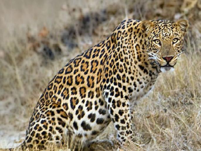 Leopard attack in Adivare area, two animals injured | रत्नागिरी: आडिवरे परिसरात बिबट्याचा धुमाकूळ, दोन जनावरे जखमी Leopard attack in Adivare area, two animals injured | रत्नागिरी: आडिवरे परिसरात बिबट्याचा धुमाकूळ, दोन जनावरे जखमी