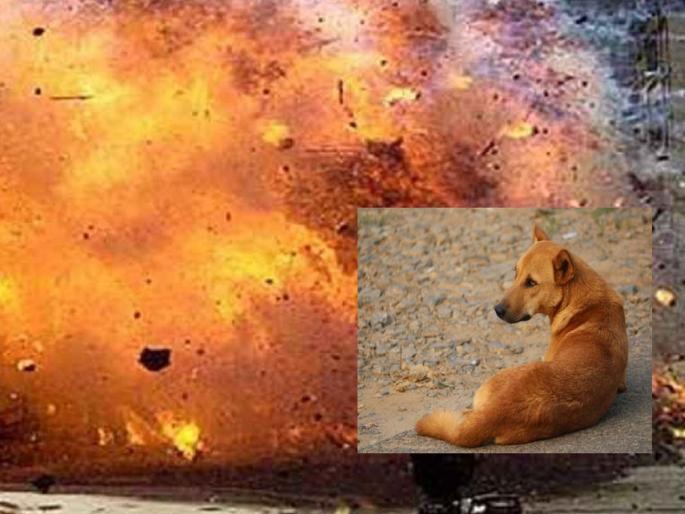 Waking up to the food eaten, the dog gave a new life to the soldiers by giving his life | खाल्ल्या अन्नाला जागला, स्वत:चे प्राण देऊन कुत्र्याने जवानांना दिले नवे जीवन Waking up to the food eaten, the dog gave a new life to the soldiers by giving his life | खाल्ल्या अन्नाला जागला, स्वत:चे प्राण देऊन कुत्र्याने जवानांना दिले नवे जीवन