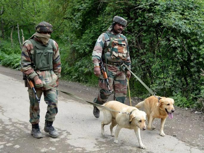 CoronaVirus News Armys dog squad will now search Corona patients | CoronaVirus News: लष्कराचं स्पेशल युनिट; २ वर्षांचा कॅस्पर अन् १ वर्षाची जया शोधणार कोरोना रुग्ण CoronaVirus News Armys dog squad will now search Corona patients | CoronaVirus News: लष्कराचं स्पेशल युनिट; २ वर्षांचा कॅस्पर अन् १ वर्षाची जया शोधणार कोरोना रुग्ण