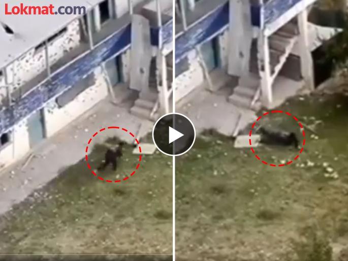 Jawans give throat bath to terrorist while preparing to run away, drone video from Baramulla | पळण्याच्या तयारीत असतानाच जवानांनी दहशतवाद्याला घातले कंठस्नान, बारामुल्लातील ड्रोन व्हिडीओ Jawans give throat bath to terrorist while preparing to run away, drone video from Baramulla | पळण्याच्या तयारीत असतानाच जवानांनी दहशतवाद्याला घातले कंठस्नान, बारामुल्लातील ड्रोन व्हिडीओ