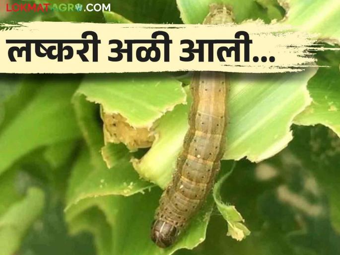 Infestation of armyworm on maize crop; Thousands of hectares are at risk | मका पिकावर लष्करी अळीचा प्रादुर्भाव; हजारो हेक्टरला धोका Infestation of armyworm on maize crop; Thousands of hectares are at risk | मका पिकावर लष्करी अळीचा प्रादुर्भाव; हजारो हेक्टरला धोका