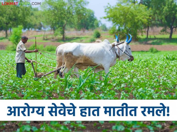 Latest News Chandrapur doctor's organic vegetable farming along with fruit farming | Doctor Farming : आरोग्य सेवेचे हात मातीत रमले, चंद्रपूरच्या डॉक्टरांची सेंद्रिय भाजीपाला शेतीसह फळशेती  Latest News Chandrapur doctor's organic vegetable farming along with fruit farming | Doctor Farming : आरोग्य सेवेचे हात मातीत रमले, चंद्रपूरच्या डॉक्टरांची सेंद्रिय भाजीपाला शेतीसह फळशेती