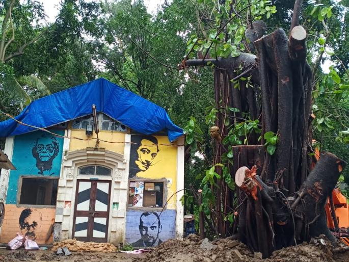 The fallen trees come alive again | कोसळलेली झाडे पुन्हा जिवंत The fallen trees come alive again | कोसळलेली झाडे पुन्हा जिवंत