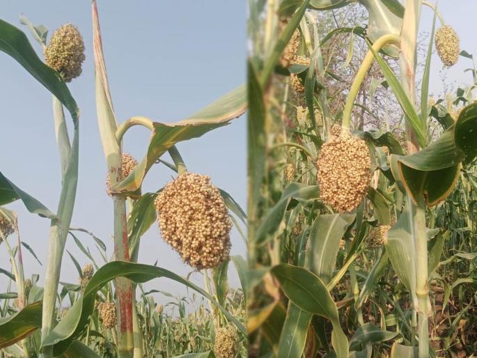farmers are worried about the damage of sorghum crops in yavatmal | कणिस मान झुकवते अन् पाखरांची नजर चुकवते..!  farmers are worried about the damage of sorghum crops in yavatmal | कणिस मान झुकवते अन् पाखरांची नजर चुकवते..!