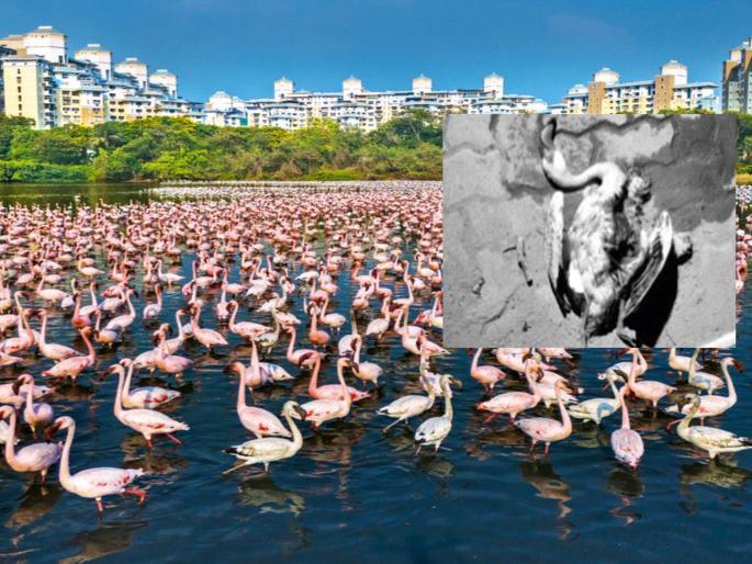 Forest department inquiry into flamingo deaths; Information of Additional Chief Principal Conservator of Forests | फ्लेमिंगाेंच्या मृत्यूची वनविभागाकडून चौकशी; अपर मुख्य प्रधान वनसंरक्षकांची माहिती Forest department inquiry into flamingo deaths; Information of Additional Chief Principal Conservator of Forests | फ्लेमिंगाेंच्या मृत्यूची वनविभागाकडून चौकशी; अपर मुख्य प्रधान वनसंरक्षकांची माहिती