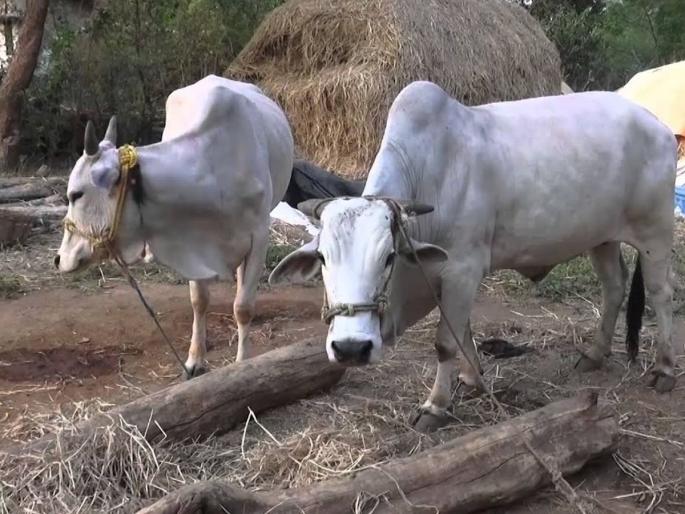 The bulls broke loose in the funeral rush; Death of seriously injured elderly woman | अंत्यसंस्काराच्या गर्दीत बैल उधळले; गंभीर जखमी वृद्ध महिलेचा मृत्यू The bulls broke loose in the funeral rush; Death of seriously injured elderly woman | अंत्यसंस्काराच्या गर्दीत बैल उधळले; गंभीर जखमी वृद्ध महिलेचा मृत्यू