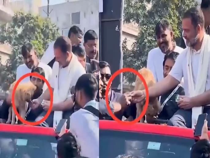 congress leader Rahul Gandhi gave biscuits to the worker that the dog did not eat BJP's claim, shared VIDEO | राहुल गांधींनी कार्यकर्त्याला दिलं कुत्र्यानं न खाल्लेलं बिस्किट? भाजपचा दावा, शेअर केला VIDEO  congress leader Rahul Gandhi gave biscuits to the worker that the dog did not eat BJP's claim, shared VIDEO | राहुल गांधींनी कार्यकर्त्याला दिलं कुत्र्यानं न खाल्लेलं बिस्किट? भाजपचा दावा, शेअर केला VIDEO