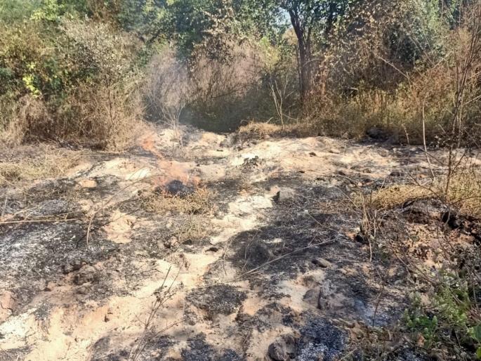 goat burns to death in pile of hot ashes two shepherds and two goats injured | गरम राखीच्या ढिगाऱ्यात शेळीचा जळून मृत्यू; दाेन मेढपाळांसह दाेन बकऱ्या जखमी! goat burns to death in pile of hot ashes two shepherds and two goats injured | गरम राखीच्या ढिगाऱ्यात शेळीचा जळून मृत्यू; दाेन मेढपाळांसह दाेन बकऱ्या जखमी!