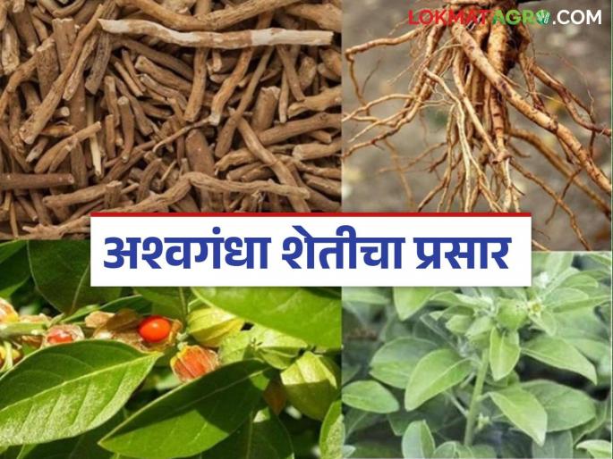 Ashwagandha cultivation: latest news Washim Market Committee takes the lead; will promote Ashwagandha cultivation! | Ashwagandha cultivation : वाशिम बाजार समितीने घेतला पुढकार; करणार अश्वगंधा शेतीचा प्रसार ! Ashwagandha cultivation: latest news Washim Market Committee takes the lead; will promote Ashwagandha cultivation! | Ashwagandha cultivation : वाशिम बाजार समितीने घेतला पुढकार; करणार अश्वगंधा शेतीचा प्रसार !