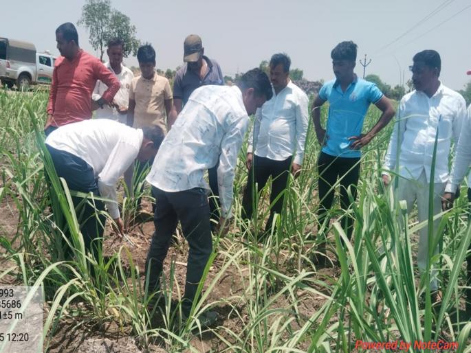 Leopard has been staying in Mangrul area of Ashti for 3 days; Many dogs have been killed | आष्टीतील मंगरूळ परिसरात ३ दिवसांपासून बिबट्याचा मुक्काम; अनेक श्वांनाचा फडशा Leopard has been staying in Mangrul area of Ashti for 3 days; Many dogs have been killed | आष्टीतील मंगरूळ परिसरात ३ दिवसांपासून बिबट्याचा मुक्काम; अनेक श्वांनाचा फडशा