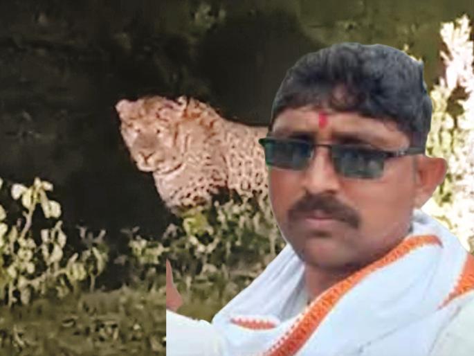 Beed: Cruel hunting of leopard! Farmer who went to the field for animals was beaten to death | Beed: बिबट्याची क्रूर शिकार! शेतात जनावरांची राखण करणाऱ्या शेतकऱ्याचा फडशा पाडला