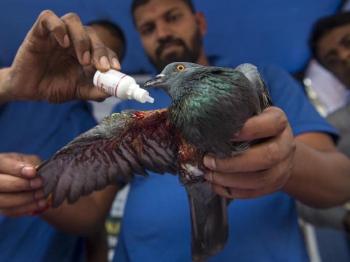 Will birds also become victims of Capricorn? | पतंगाचा मांजा जीवावर बेतणार; यंदाही मकरसंक्रांतीत पक्ष्यांचा बळी जाणार? Will birds also become victims of Capricorn? | पतंगाचा मांजा जीवावर बेतणार; यंदाही मकरसंक्रांतीत पक्ष्यांचा बळी जाणार?