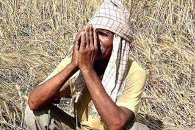 5.51 crore assistance for crop compensation; 3 thousand farmers will get benefits | पीक नुकसान भरपाईपोटी ५.५१ कोटींची मदत; १३ हजार शेतकऱ्यांना मिळणार लाभ 5.51 crore assistance for crop compensation; 3 thousand farmers will get benefits | पीक नुकसान भरपाईपोटी ५.५१ कोटींची मदत; १३ हजार शेतकऱ्यांना मिळणार लाभ