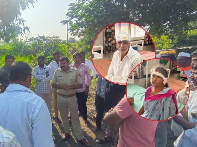 Beed: Thieves brutally beat up farmers in the middle of the night; Woman's ear torn off after jewellery was scratched | Beed: मध्यरात्री चोरट्यांची शेतकऱ्यांना बेदम मारहाण; दागिने ओरबडल्याने महिलेचा कान फाटला Beed: Thieves brutally beat up farmers in the middle of the night; Woman's ear torn off after jewellery was scratched | Beed: मध्यरात्री चोरट्यांची शेतकऱ्यांना बेदम मारहाण; दागिने ओरबडल्याने महिलेचा कान फाटला
