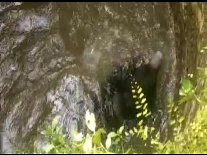 Gondia | A bear fell into a well in the outskirts of Halbitola Tedha Farm | Gondia | हल्बीटोला तेढा शेत शिवारातील विहिरीत पडली अस्वल Gondia | A bear fell into a well in the outskirts of Halbitola Tedha Farm | Gondia | हल्बीटोला तेढा शेत शिवारातील विहिरीत पडली अस्वल