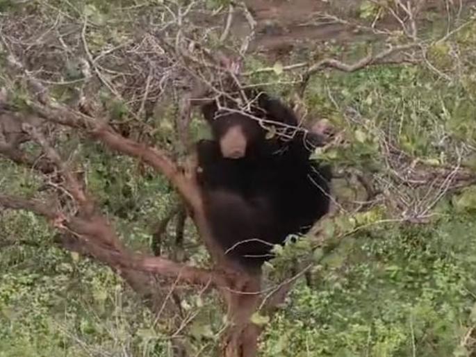 Buldhana: The bear was hit by a gondhani tree, sitting up and down on the top of the tree | Buldhana: अस्वलाला लागला गोंधणीच्या झाडाचा लळा, उठसूठ बसतोय झाडाच्या शेंड्यावर, परिसरात भीतीचं वातावरण Buldhana: The bear was hit by a gondhani tree, sitting up and down on the top of the tree | Buldhana: अस्वलाला लागला गोंधणीच्या झाडाचा लळा, उठसूठ बसतोय झाडाच्या शेंड्यावर, परिसरात भीतीचं वातावरण
