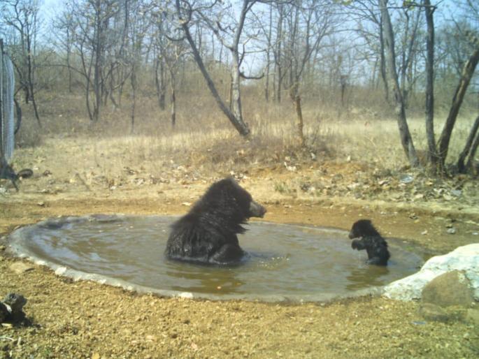 Bear, Nilgai's wandering freely in DnyanGanga Sanctuary | अस्वल, निलगायींचा ज्ञानगंगा अभयारण्यात स्वच्छंद विहार