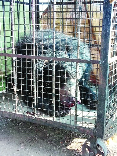 Awakening fear of Aswala, Awakening awake | अस्वलाच्या भीतीने अंबाडीकरांचे जागरण Awakening fear of Aswala, Awakening awake | अस्वलाच्या भीतीने अंबाडीकरांचे जागरण