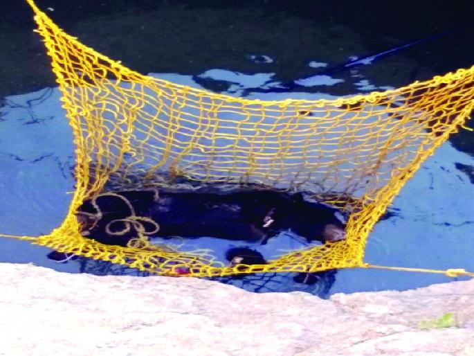 Success in saving a bear in the wel | किनवटमध्ये एकाला अस्वलाला वाचविण्यात यश Success in saving a bear in the wel | किनवटमध्ये एकाला अस्वलाला वाचविण्यात यश
