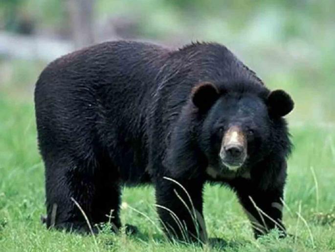 bear hunting for meat, seven RAPs MCR; Incidents in the forest of Mukhdi | मांस खाण्यासाठी अस्वलाची शिकार, सात आराेपींना एमसीआर; मुखडीच्या जंगलातील घटना bear hunting for meat, seven RAPs MCR; Incidents in the forest of Mukhdi | मांस खाण्यासाठी अस्वलाची शिकार, सात आराेपींना एमसीआर; मुखडीच्या जंगलातील घटना