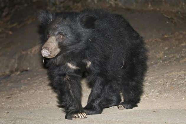 Adults seriously injured in bear attack | अस्वलाच्या हल्ल्यात प्रौढ गंभीर जखमी Adults seriously injured in bear attack | अस्वलाच्या हल्ल्यात प्रौढ गंभीर जखमी