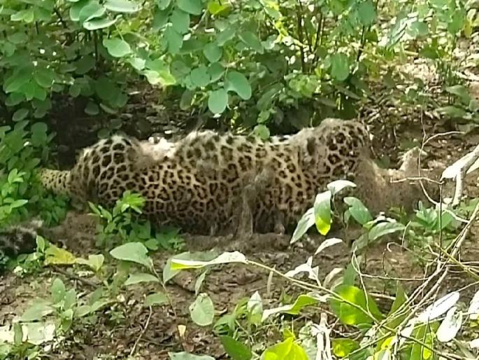 Three leopards hunted by electrocution, four accused arrested | विद्युत प्रवाहीत करुन तीन बिबट्यांंची शिकार, चार आरोपींना अटक