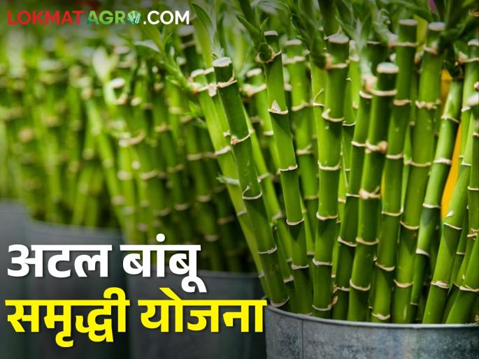 Latest News Atal Bamboo Prosperity Yojana, get 175 rupees subsidy on seedlings | अटल बांबू समृद्धी योजना, अनुदानावर रोपे घ्या अन् हिरवे सोने पिकवा... !  Latest News Atal Bamboo Prosperity Yojana, get 175 rupees subsidy on seedlings | अटल बांबू समृद्धी योजना, अनुदानावर रोपे घ्या अन् हिरवे सोने पिकवा... !