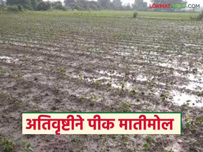 latest news Crop Damage: Heavy rains wreak havoc! Crops on 2.5 lakh hectares in Yavatmal district destroyed Read in detail | Crop Damage : अतिवृष्टीचा तडाखा! यवतमाळ जिल्ह्यात पावणेदोन लाख हेक्टरवरील पिके मातीमोल वाचा सविस्तर latest news Crop Damage: Heavy rains wreak havoc! Crops on 2.5 lakh hectares in Yavatmal district destroyed Read in detail | Crop Damage : अतिवृष्टीचा तडाखा! यवतमाळ जिल्ह्यात पावणेदोन लाख हेक्टरवरील पिके मातीमोल वाचा सविस्तर