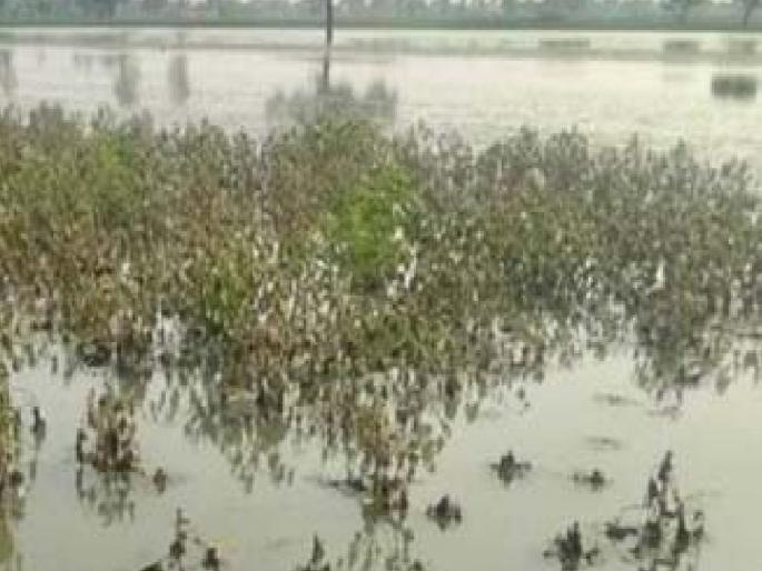 Sangli district received 46 crores for heavy rain damage | सांगली जिल्ह्याला अतिवृष्टी नुकसानीचे मिळाले 'इतके' कोटी, सहा महिन्यांच्या प्रतिक्षेनंतर शेतकऱ्यांना दिलासा Sangli district received 46 crores for heavy rain damage | सांगली जिल्ह्याला अतिवृष्टी नुकसानीचे मिळाले 'इतके' कोटी, सहा महिन्यांच्या प्रतिक्षेनंतर शेतकऱ्यांना दिलासा