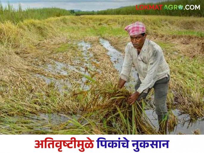 Heavy Rains : 15 lakh farmers hit by heavy rains; How many hectares of land have been damaged, read in detail | Heavy Rains : १५ लाख शेतकऱ्यांना अतिवृष्टीचा फटका; किती हेक्टर जमीनीचे झाले नुकसान वाचा सविस्तर Heavy Rains : 15 lakh farmers hit by heavy rains; How many hectares of land have been damaged, read in detail | Heavy Rains : १५ लाख शेतकऱ्यांना अतिवृष्टीचा फटका; किती हेक्टर जमीनीचे झाले नुकसान वाचा सविस्तर