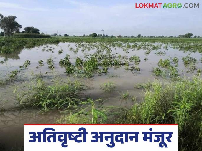 Ativrushti Nuksan : Farmers in 'this' district will get heavy rainfall subsidy deposited in their accounts as soon as they do KYC. Read in detail | Ativrushti Nuksan : 'या' जिल्ह्यातील शेतकऱ्यांना केवायसी करताच अतिवृष्टी अनुदान खात्यात जमा वाचा सविस्तर Ativrushti Nuksan : Farmers in 'this' district will get heavy rainfall subsidy deposited in their accounts as soon as they do KYC. Read in detail | Ativrushti Nuksan : 'या' जिल्ह्यातील शेतकऱ्यांना केवायसी करताच अतिवृष्टी अनुदान खात्यात जमा वाचा सविस्तर