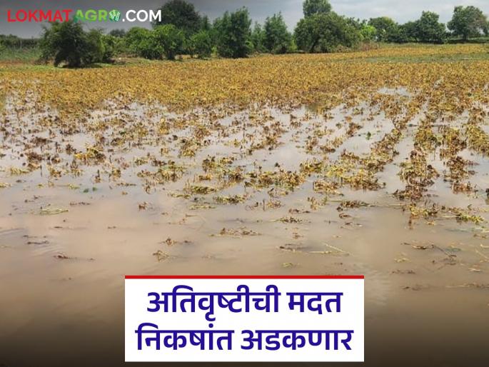 State government assistance in areas affected by heavy rainfall may fall under these three criteria; Read in detail | अतिवृष्टी झालेल्या भागात 'या' तीन निकषांमध्ये अडकू शकते राज्य सरकारची मदत; वाचा सविस्तर