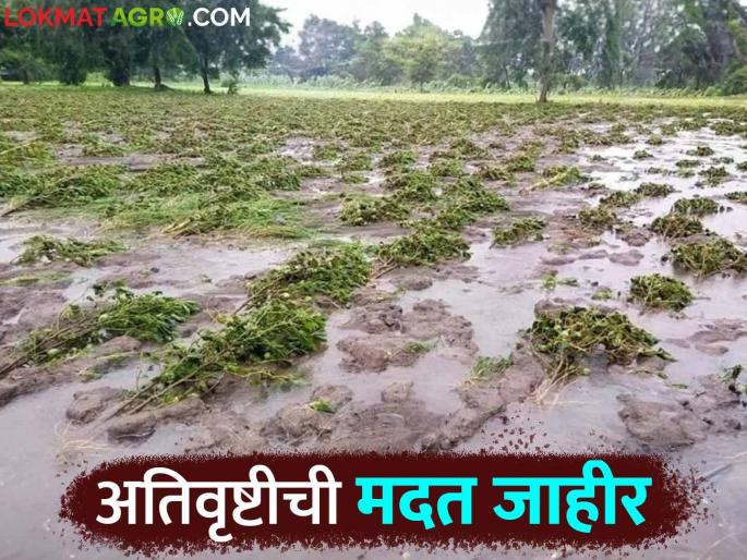 Government decision issued for the help of agricultural crop damage due to heavy rain How much help to which district | अतिवृष्टीमुळे झालेल्या शेतीपिकांच्या नुकसान मदतीचा शासन निर्णय जारी कोणत्या जिल्ह्याला किती मदत Government decision issued for the help of agricultural crop damage due to heavy rain How much help to which district | अतिवृष्टीमुळे झालेल्या शेतीपिकांच्या नुकसान मदतीचा शासन निर्णय जारी कोणत्या जिल्ह्याला किती मदत