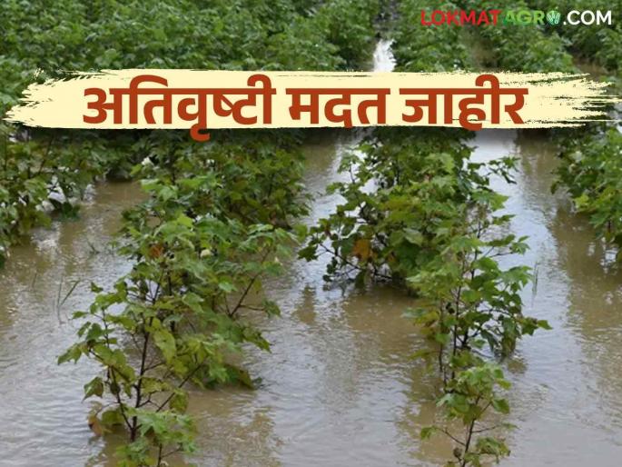 Ativrushti Nuksan Bharpai : Heavy rain aid announced without completion of crop panchnama | Ativrushti Nuksan Bharpai : पीक पंचनामे पूर्ण न करता अतिवृष्टीची मदत जाहीर वाचा सविस्तर Ativrushti Nuksan Bharpai : Heavy rain aid announced without completion of crop panchnama | Ativrushti Nuksan Bharpai : पीक पंचनामे पूर्ण न करता अतिवृष्टीची मदत जाहीर वाचा सविस्तर