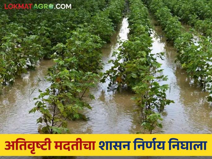 307 crores approved for distribution of funds for relief of crop damage due to heavy rains | अतिवृष्टीमुळे शेतीपिकांच्या झालेल्या नुकसानीच्या मदतीसाठी ३०७ कोटी निधी वितरणास मान्यता 307 crores approved for distribution of funds for relief of crop damage due to heavy rains | अतिवृष्टीमुळे शेतीपिकांच्या झालेल्या नुकसानीच्या मदतीसाठी ३०७ कोटी निधी वितरणास मान्यता