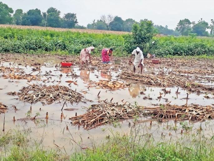 Big news; 80,000 flood victims in Solapur will get help soon | मोठी बातमी; सोलापुरातील ८० हजार अतिवृष्टीग्रस्तांना लवकरच मदत मिळणार Big news; 80,000 flood victims in Solapur will get help soon | मोठी बातमी; सोलापुरातील ८० हजार अतिवृष्टीग्रस्तांना लवकरच मदत मिळणार