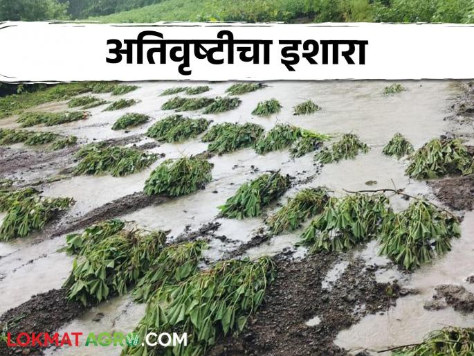 Maharashtra Weather Update : Heavy rain warning again in these parts of the state till pola festival | Maharashtra Weather Update : राज्यात पोळ्यापर्यंत 'या' भागात पुन्हा अतिवृष्टीची इशारा