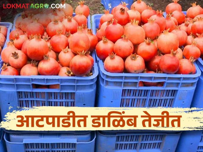 Pomegranate got the highest price in Atpadi How did you get the price per kg? | आटपाडीत डाळिंबाला मिळाला सर्वाधिक दर प्रतिकिलो कसा मिळाला भाव Pomegranate got the highest price in Atpadi How did you get the price per kg? | आटपाडीत डाळिंबाला मिळाला सर्वाधिक दर प्रतिकिलो कसा मिळाला भाव
