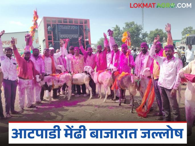 Atpadi goat and sheep market: A sheep sells for 34 thousand in the market | आटपाडीचा शेळी-मेंढी बाजार तेजीत; मेंढीला मिळाला ३४ हजार रुपयांचा विक्रमी दर Atpadi goat and sheep market: A sheep sells for 34 thousand in the market | आटपाडीचा शेळी-मेंढी बाजार तेजीत; मेंढीला मिळाला ३४ हजार रुपयांचा विक्रमी दर
