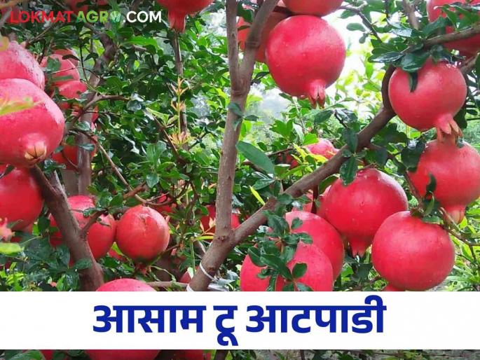 Farmers of Assam came directly to the atpadi for see how to do pomegranate farming | आसामचे शेतकरी आटपाडीच्या डाळिंबावर फिदा, बाग पाहण्यासाठी थेट बांधावर आले Farmers of Assam came directly to the atpadi for see how to do pomegranate farming | आसामचे शेतकरी आटपाडीच्या डाळिंबावर फिदा, बाग पाहण्यासाठी थेट बांधावर आले