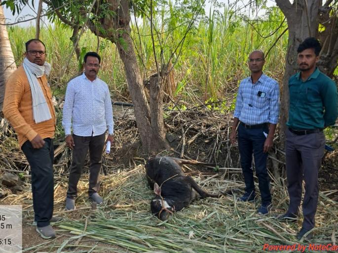 Parabhani: Leopard continues to roam in Renakhali-Varkhed Shivara; Two animals killed | Parabhani: रेणाखळी-वरखेड शिवारात बिबट्याचा वावर कायम; दोन जनावरांचा फडशा