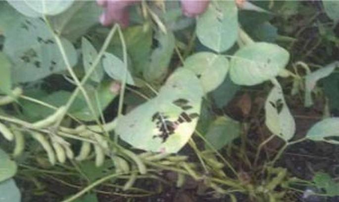 Attack of worms of soyabean in vidarbha | सोयाबीनवर चक्रभुंगा, तंबाखुची पाने खाणाऱ्या अळीचे आक्रमण!